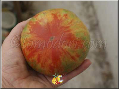 Tomate Furry Red Boar