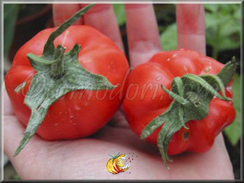 Tomate German Red Strawberry