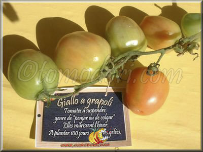 Tomate Giallo A Grappoli