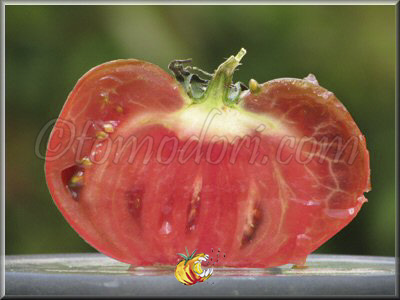 Tomate Giant Fiolet