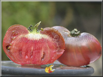 Tomate Giant Fiolet