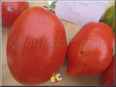 Tomate Giant Pear