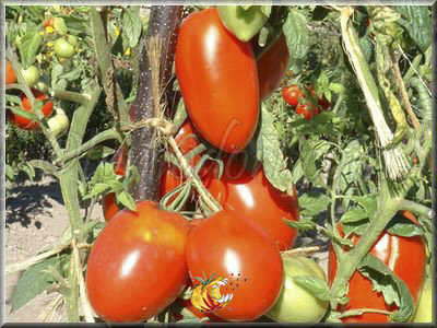 Tomate Giant Pear