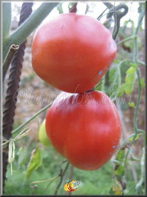 Tomate Giant Pear