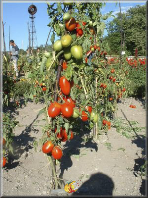 Tomate Giant Pear