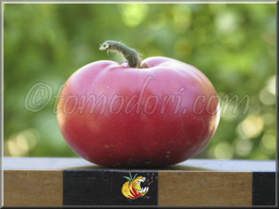 Tomate Giordane