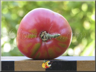 Tomate Giordane
