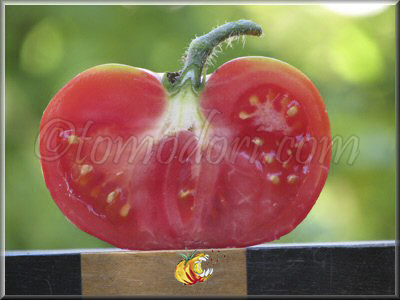 Tomate Giordane