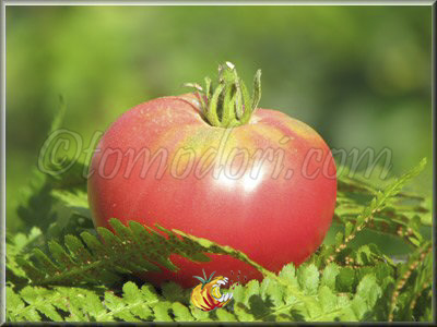Tomate Gogosha