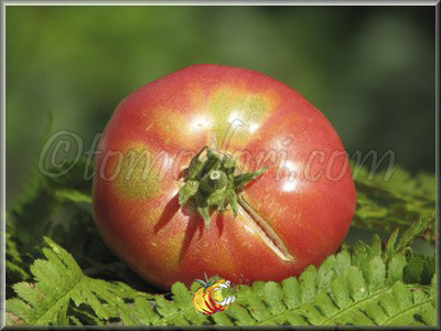 Tomate Gogosha