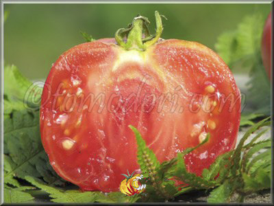 Tomate Gogosha