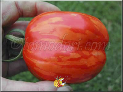 Tomate Gogoshari Striped