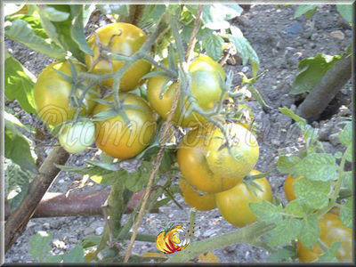 Tomate Gold And Green