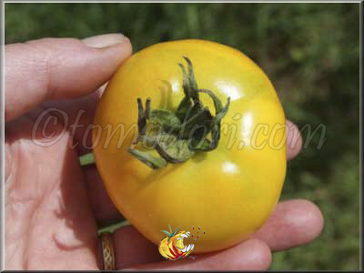 Tomate Golden Bison