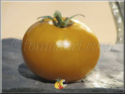 Tomate Golden Jubilee