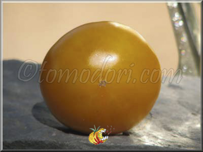 Tomate Golden Jubilee