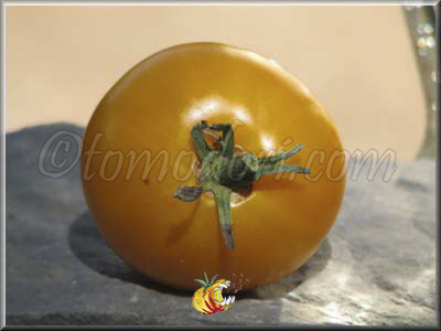 Tomate Golden Jubilee
