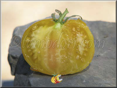 Tomate Golden Jubilee