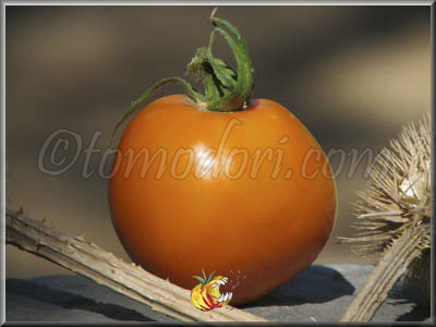 Tomate Golden Sunray