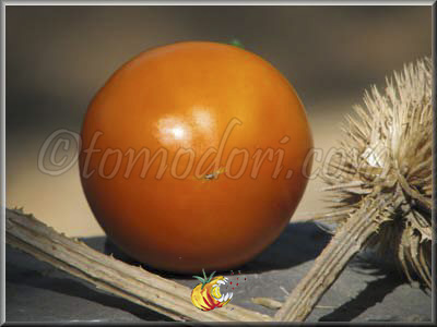 Tomate Golden Sunray