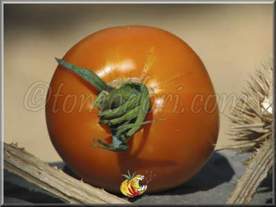Tomate Golden Sunray