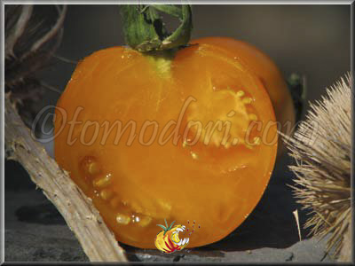 Tomate Golden Sunray