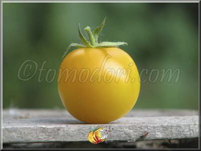 Tomate Goldene Konigin