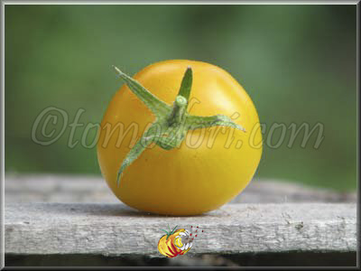 Tomate Goldene Konigin