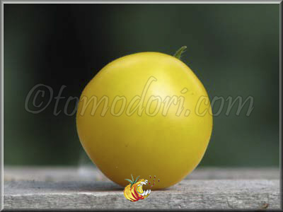 Tomate Goldene Konigin