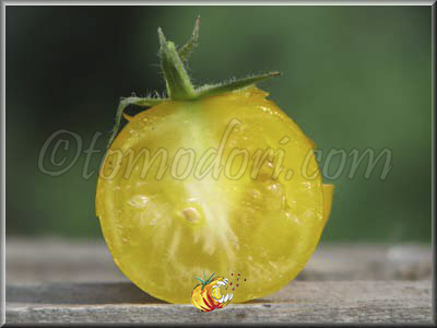 Tomate Goldene Konigin