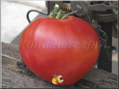 Tomate Gordo