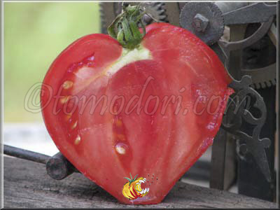 Tomate Gordo