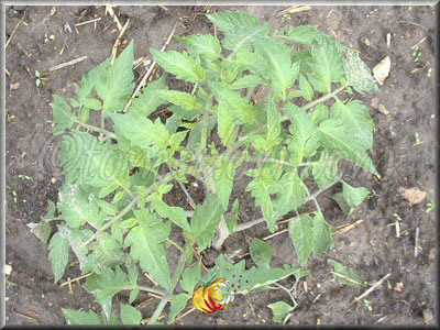 Tomate Grandi De La Signora