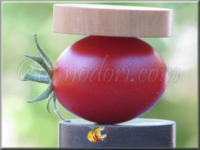 Tomate Grappoli Corbarino