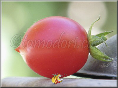Tomate Grappoli d'Inverno