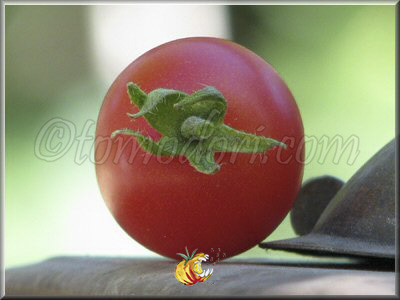 Tomate Grappoli d'Inverno