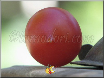 Tomate Grappoli d'Inverno