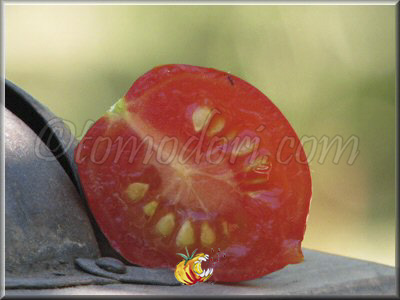 Tomate Grappoli d'Inverno