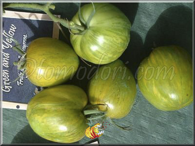 Tomate Green And Yellow