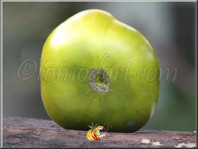 Tomate Green Pineapple