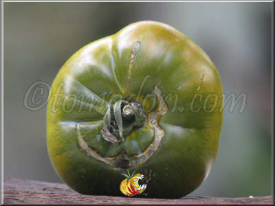 Tomate Green Pineapple