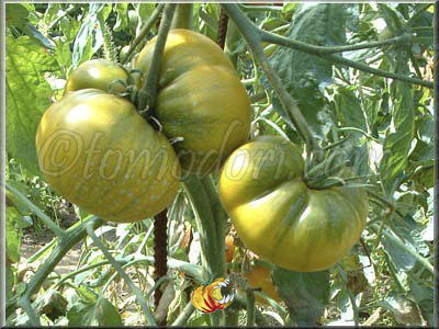 Tomate Green Pineapple