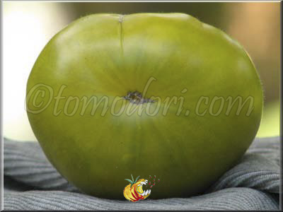 Tomate Green Velvet