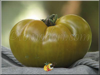 Tomate Green Velvet