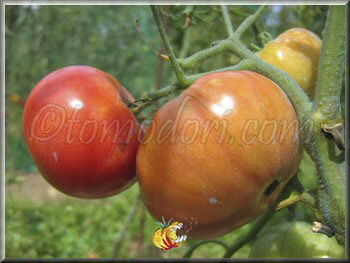 Tomate Gregori Altai