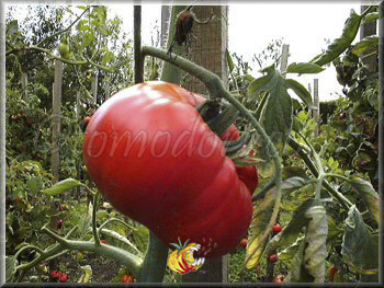 Tomate Gregori Altai