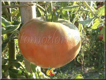 Tomate Gregori Altai