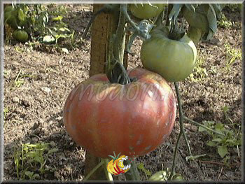 Tomate Gregori Altai