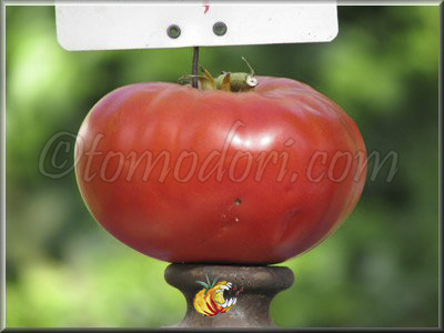 Tomate Grosse de Perthuis