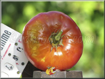 Tomate Grosse de Perthuis